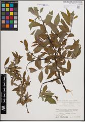 Foto von Salix daphnoides Vill.
